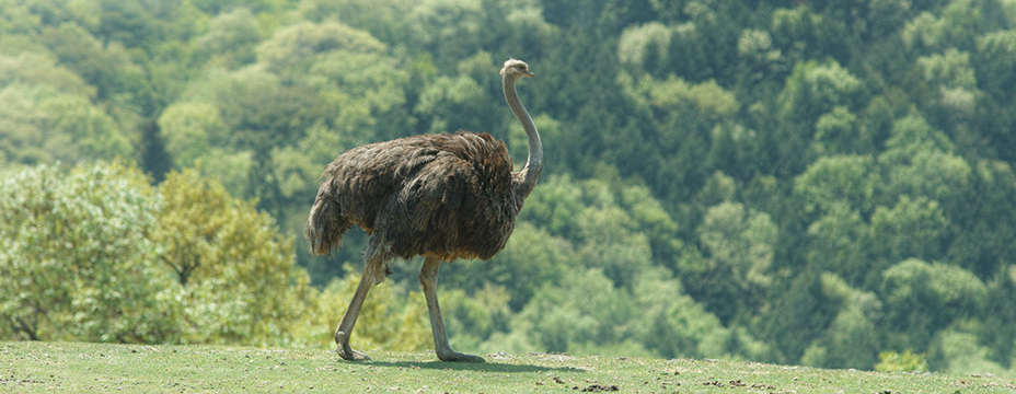 OSTRICH | Ostrich Oil Soap｜人間の肌成分に近いオーストリッチオイル